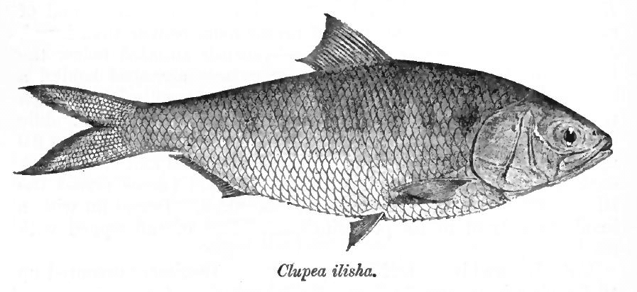 Brackishwater Fishes
