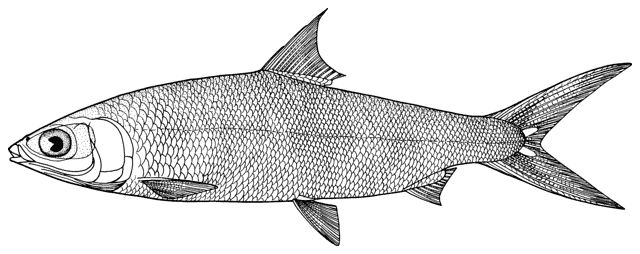 Brackishwater Fishes