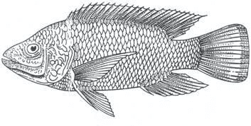 brackishwater fishes
