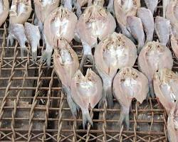 Fish Preservation and Processing Methods
