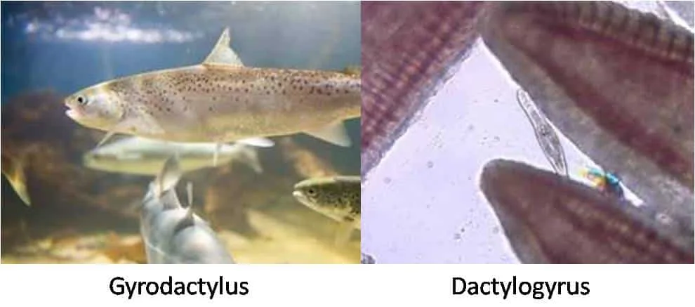 Fish diseases