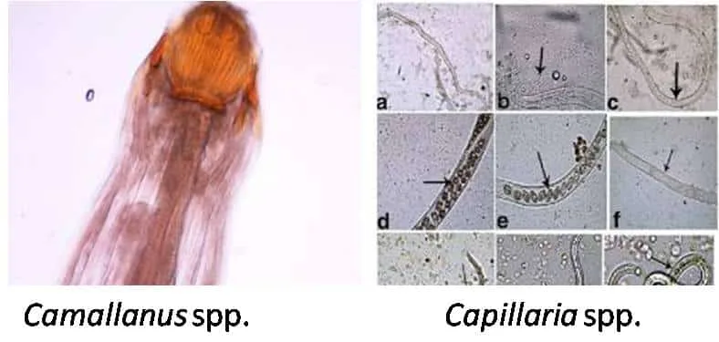 Fish diseases