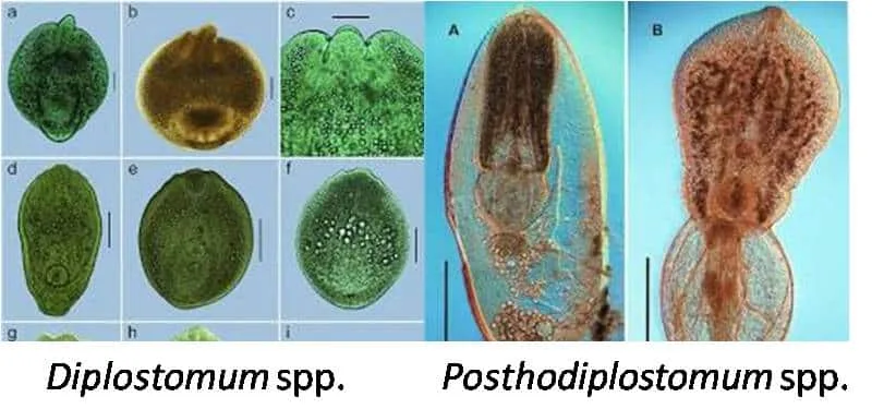 Fish diseases