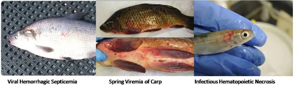 Fish diseases