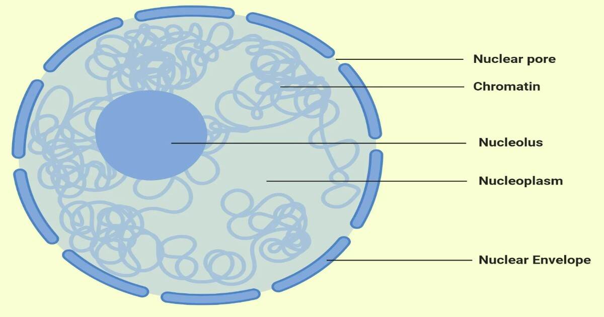 Cell Organelles - Nucleus