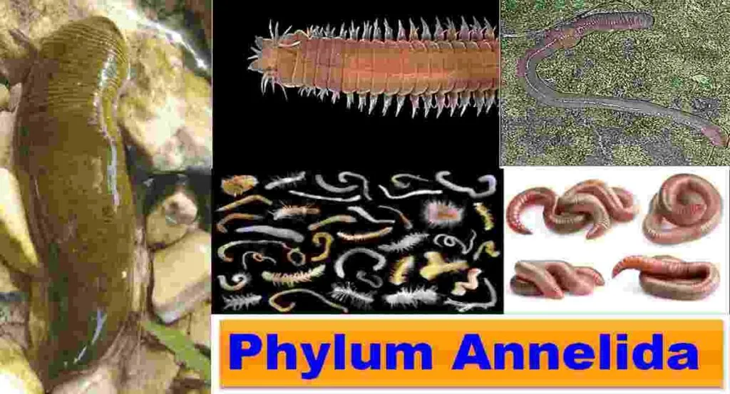 Phylum Annelida