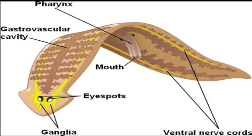 Phylum Platyhelminthes