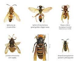 Honey Bee Enemies