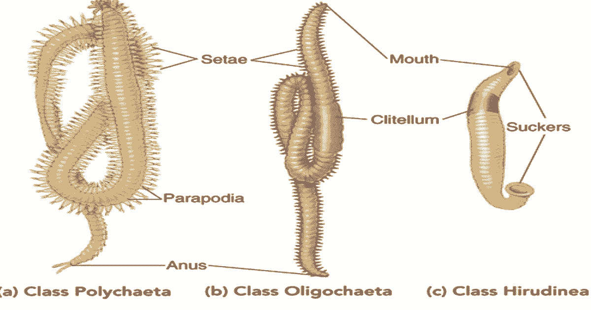 Phylum Annelida Characteristic, Classification with Example - Zoology ...