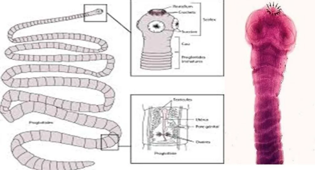 Phylum Platyhelminthes