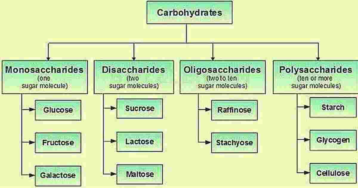 Carbohydrate Structure And Functions