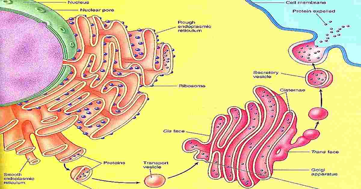 cell organelles -Endoplasmic reticulum