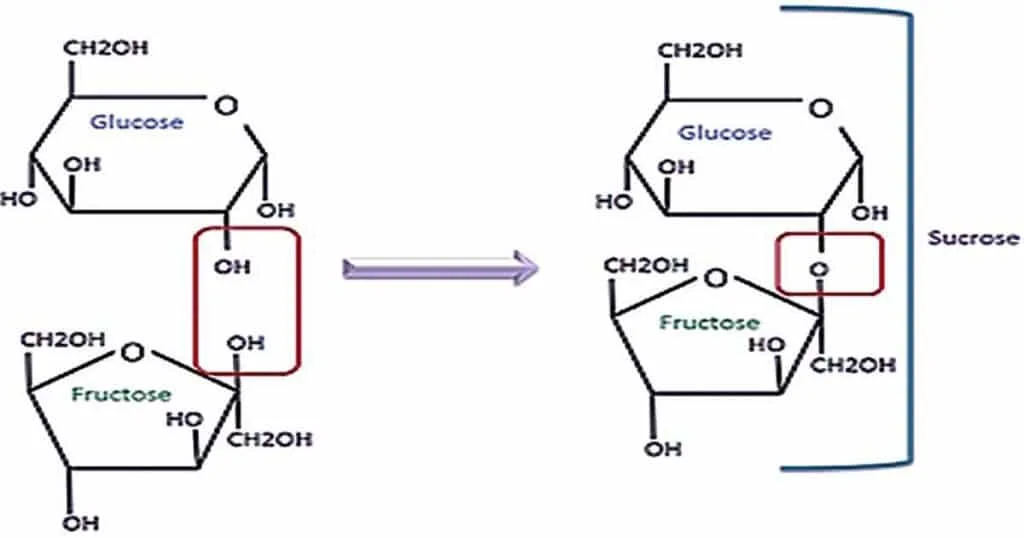 Carbohydrate
