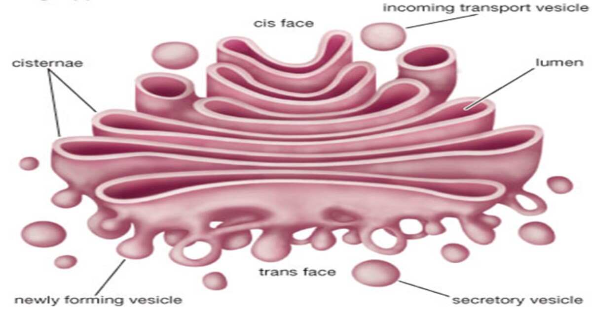 cell organelles -golgi complex