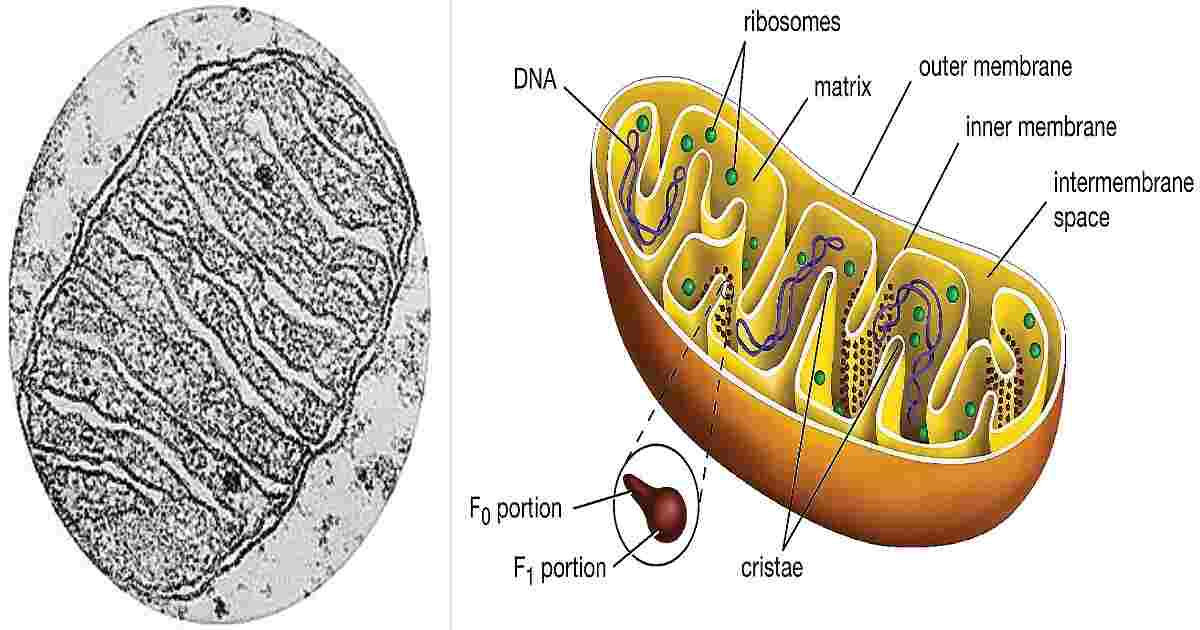 cell organelles -mitochondria