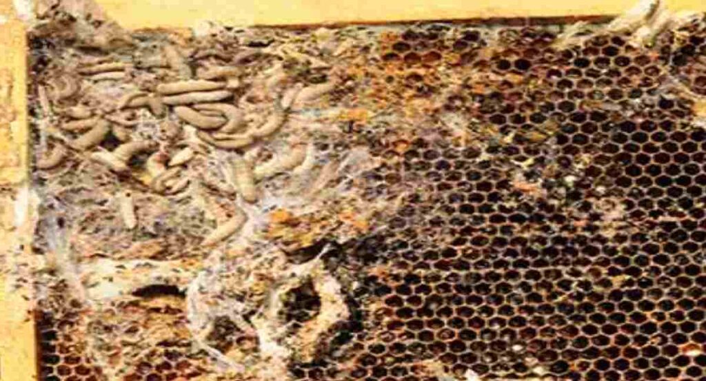 Honey Bee Diseases