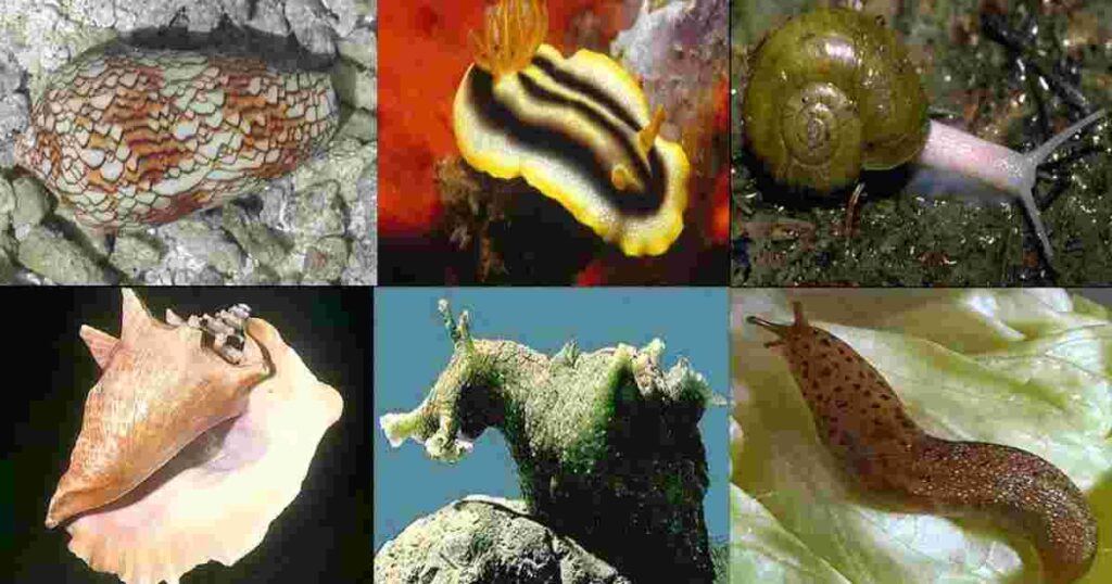 Mollusca - Gastropods