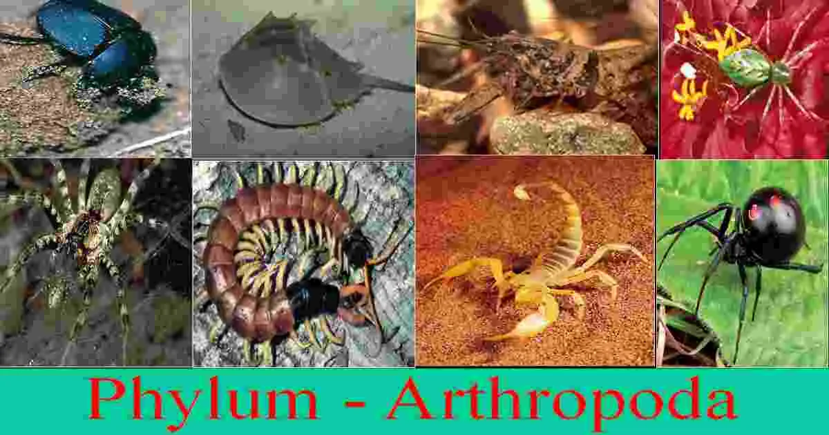 Phylum Arthropoda