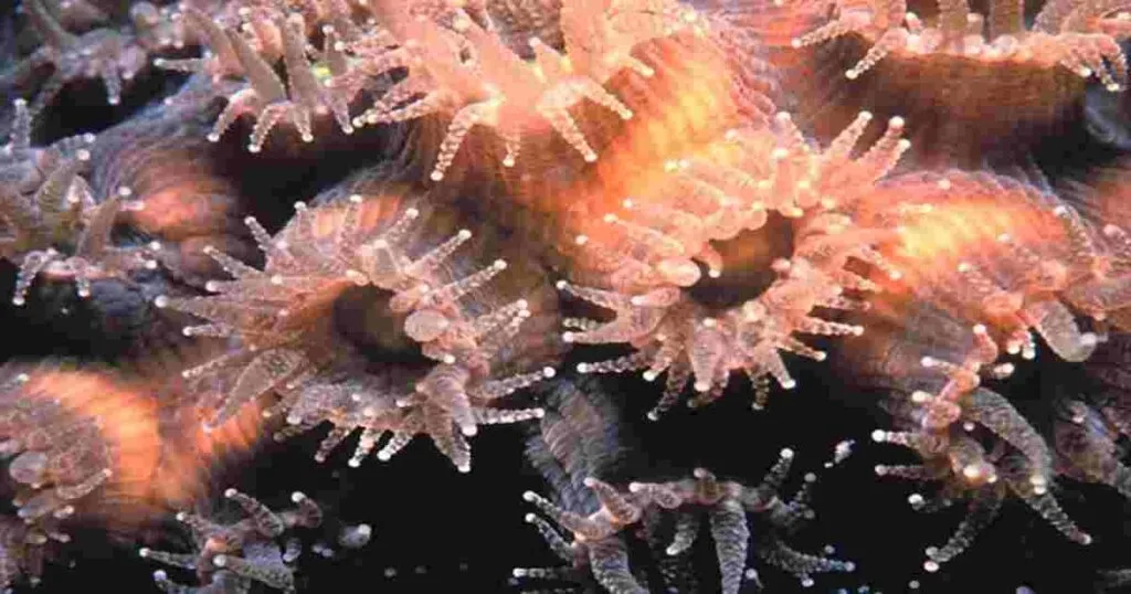 Phylum Cnidaria
