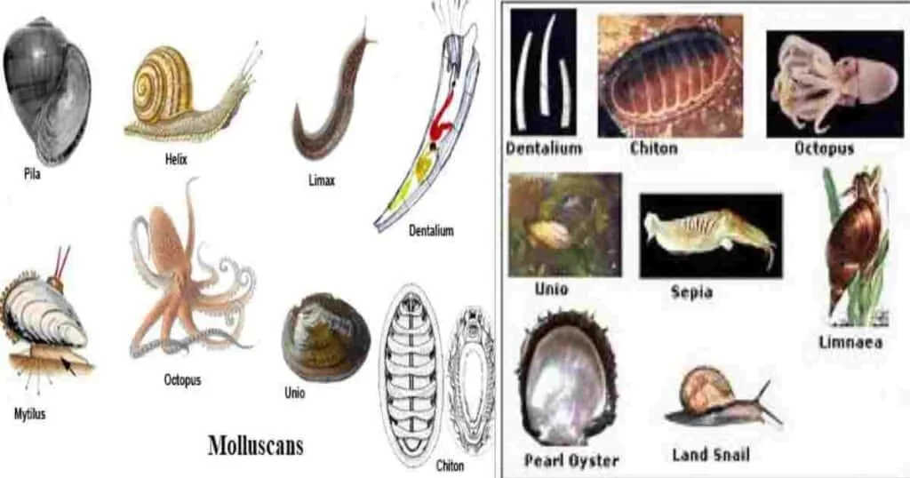 Phylum Mollusca