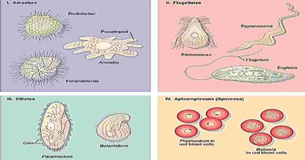 Phylum Protozoa