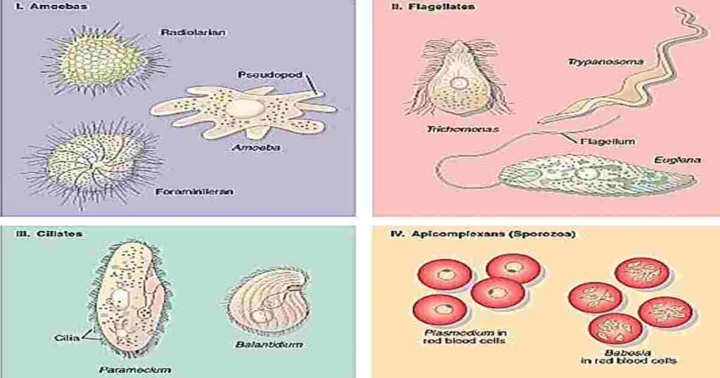 Phylum Protozoa