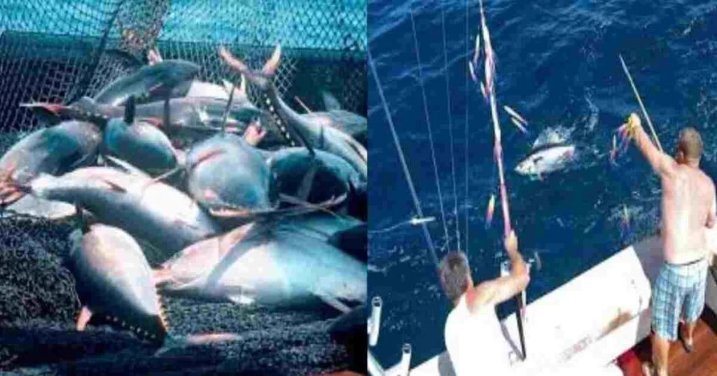 Tuna Fisheries in India