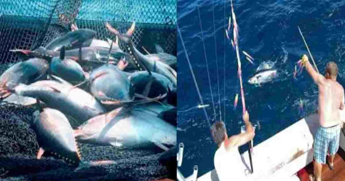 Tuna Fisheries in India