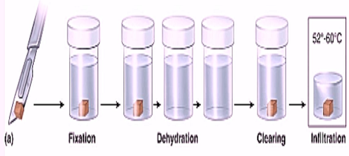 Fixation Histology