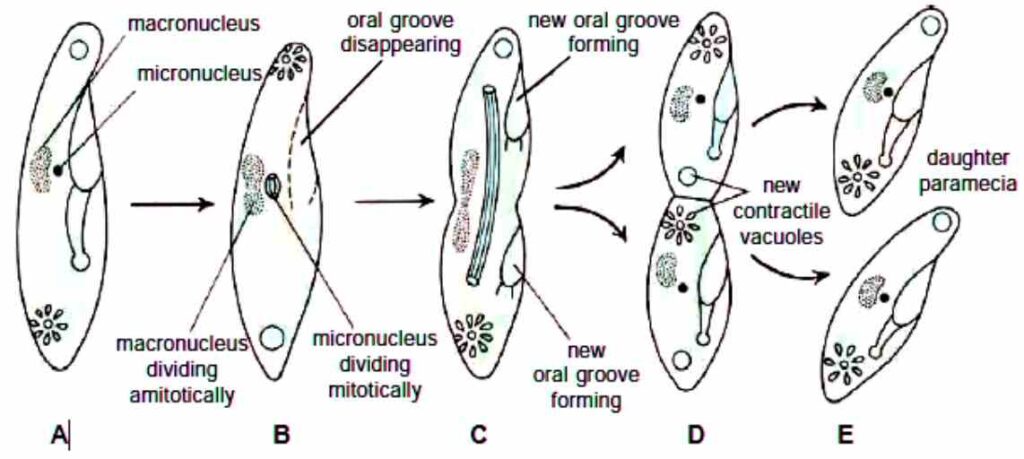 Reproduction in Paramoecium