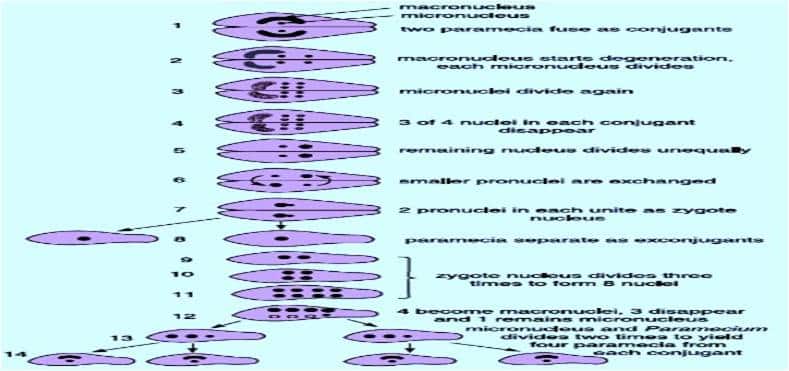 Reproduction in Paramoecium Conjugation