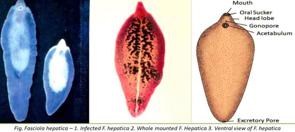 Fasciola hepatica