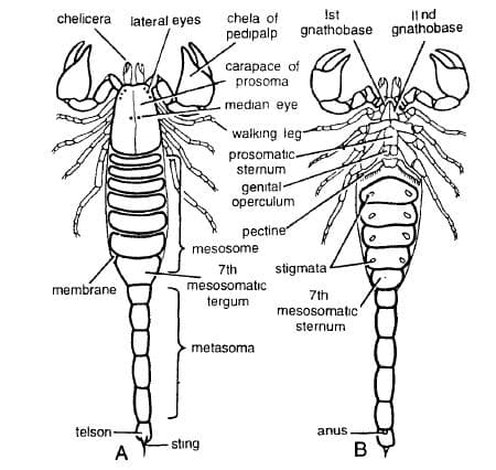 Coelomate Animals: Museum Specimens