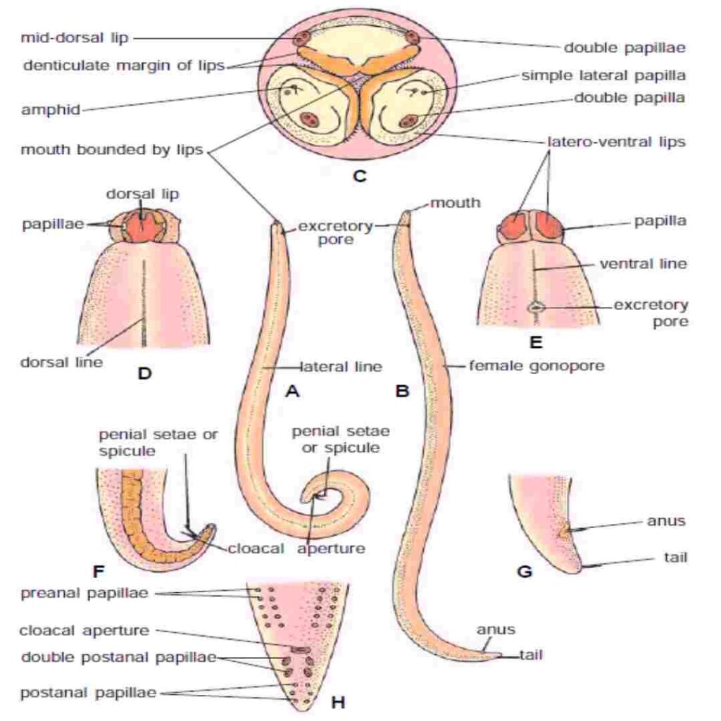 Ascaris lumbricoides