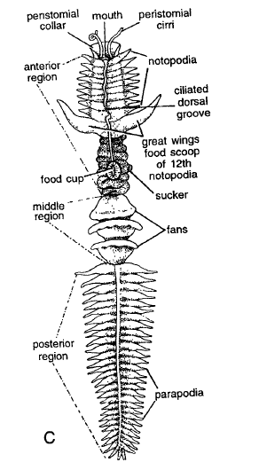 Coelomate Animals: Museum Specimens