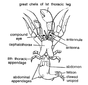 Coelomate Animals: Museum Specimens