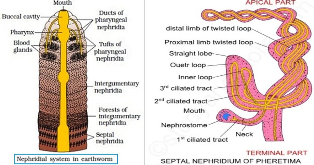 Nephridia