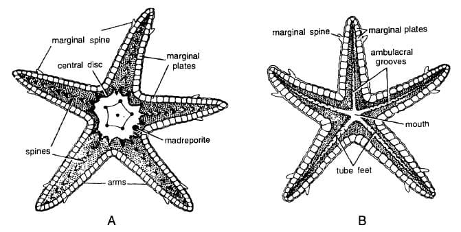 Coelomate Animals: Museum Specimens