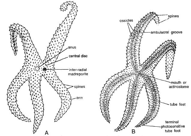 Coelomate Animals: Museum Specimens