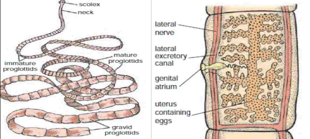 Taenia solium Gravid Proglottids