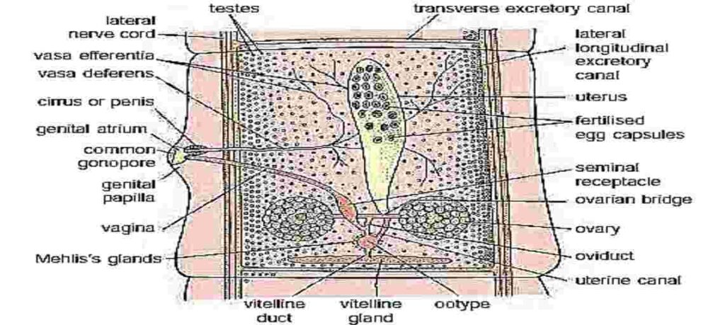 Taenia solium mature Proglottids