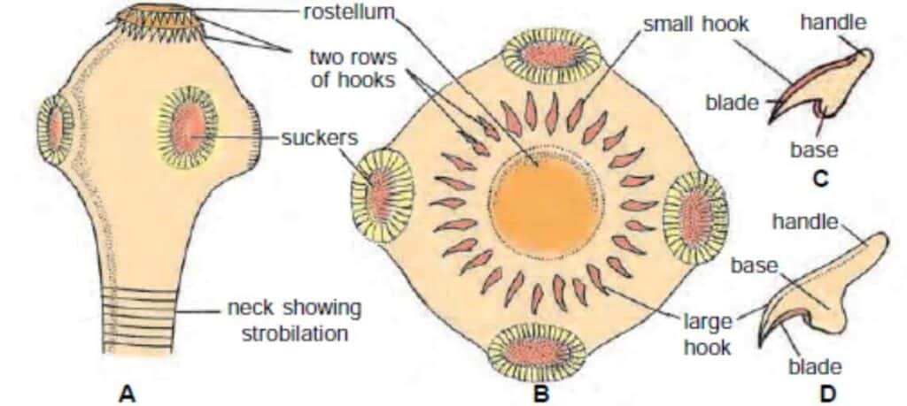 Taenia solium scolex