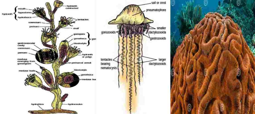 Biological Significance of Some Invertebrate Animals