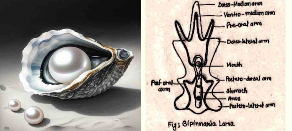 Biological Significance of Some Invertebrate Animals