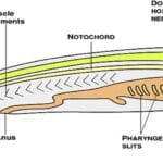 Phylum Chordata