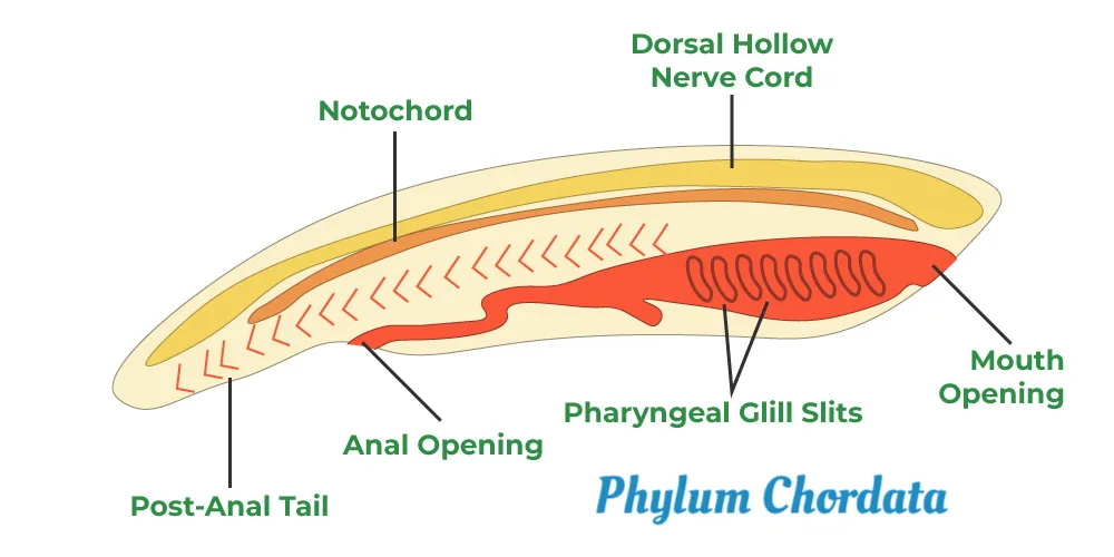 Phylum Chordata