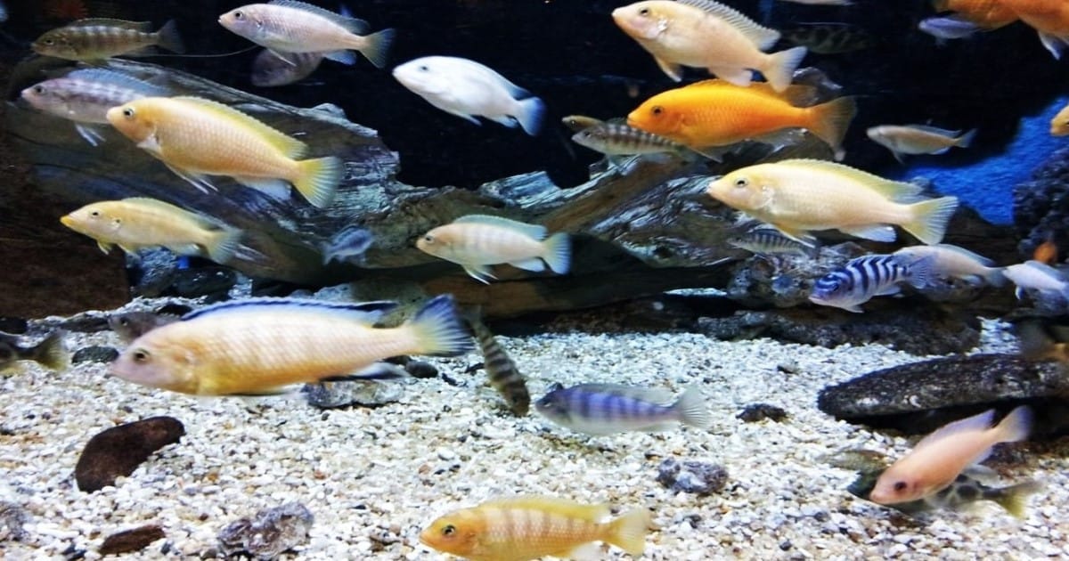 Exotic and Endemic species of Aquarium fishes