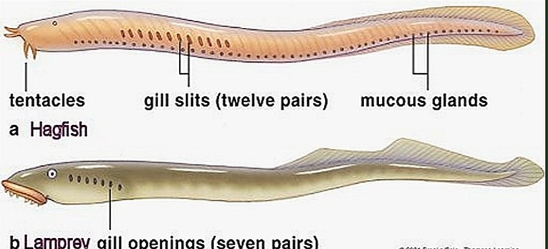 Cyclostomata- General Characteristic and Classification