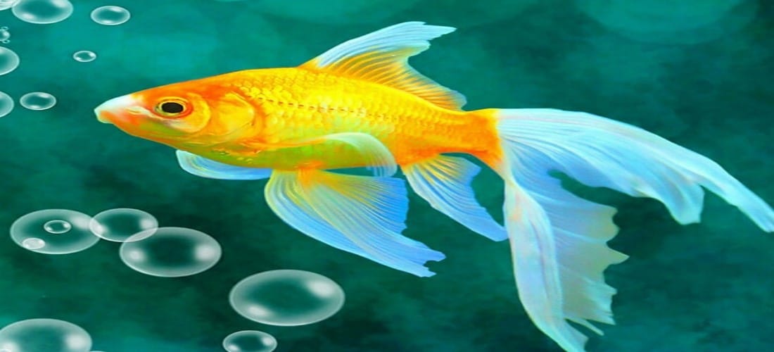 Water Quality Management in Aquarium