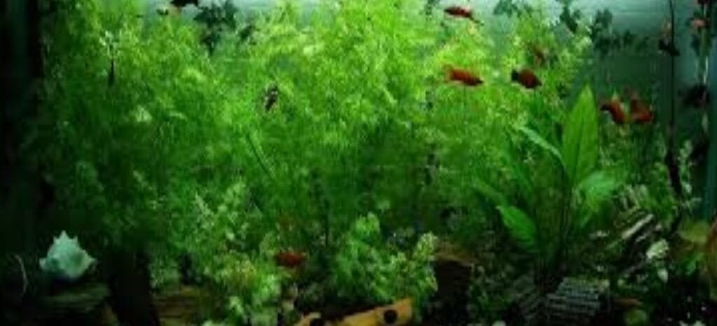 Aquarium plants